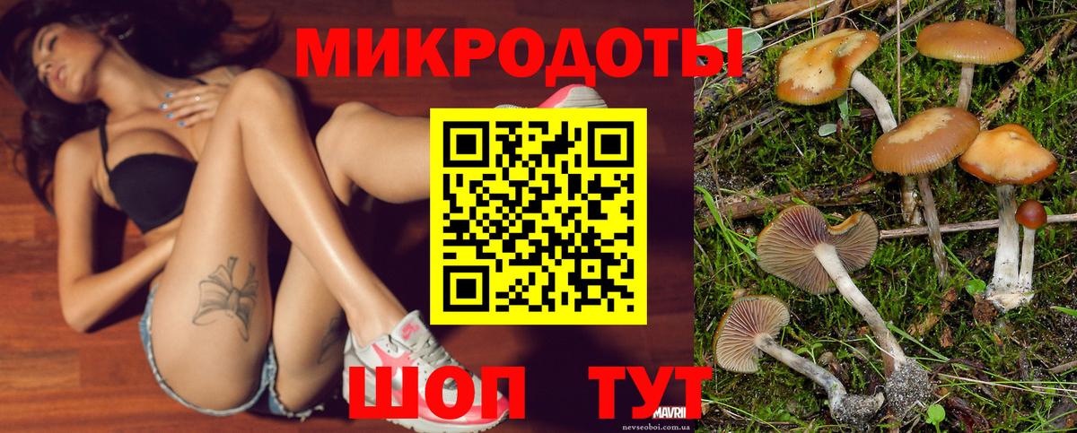 Галлюциногенные грибы Psilocybe Новороссийск